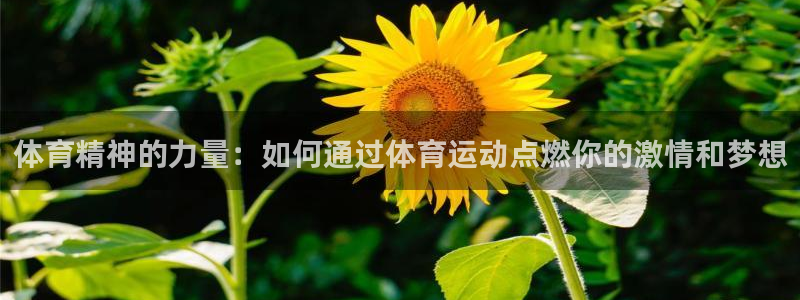 v66体育平台安全吗：体育精神的力量：如何通过体育运动点燃你的激情和梦想